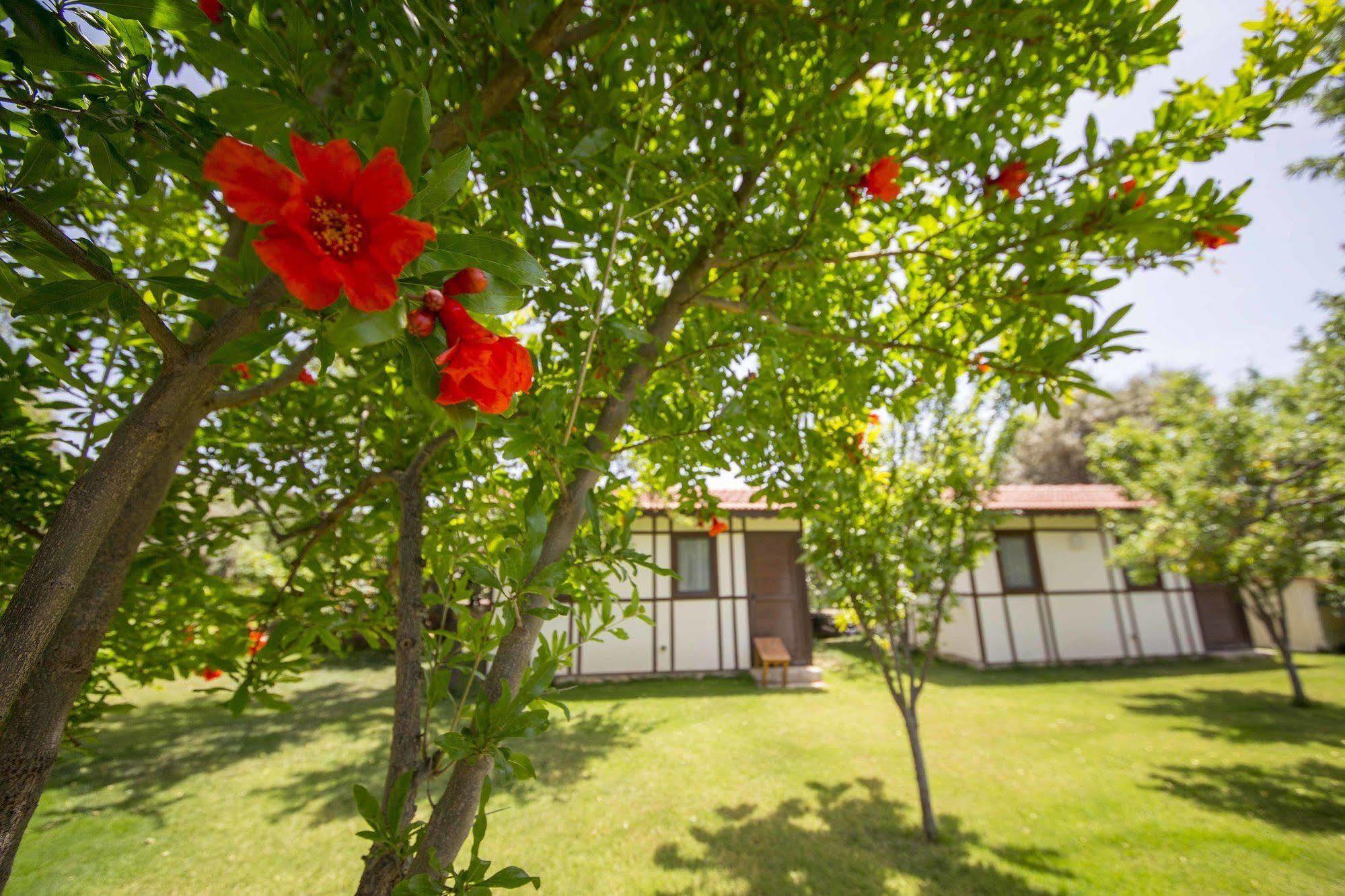 Bal Badem Bungalow Datça Ngoại thất bức ảnh